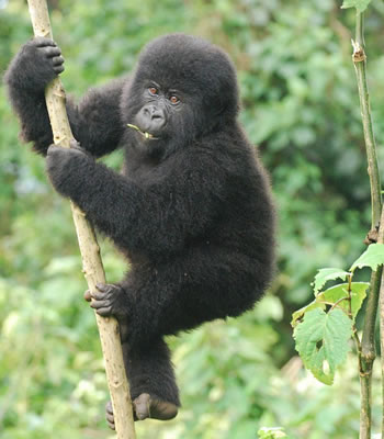 Gorilla Safaris Uganda & Rwanda